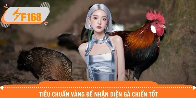 Tiêu chuẩn vàng để nhận diện gà chiến tốt